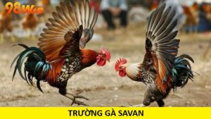 Trường gà Savan
